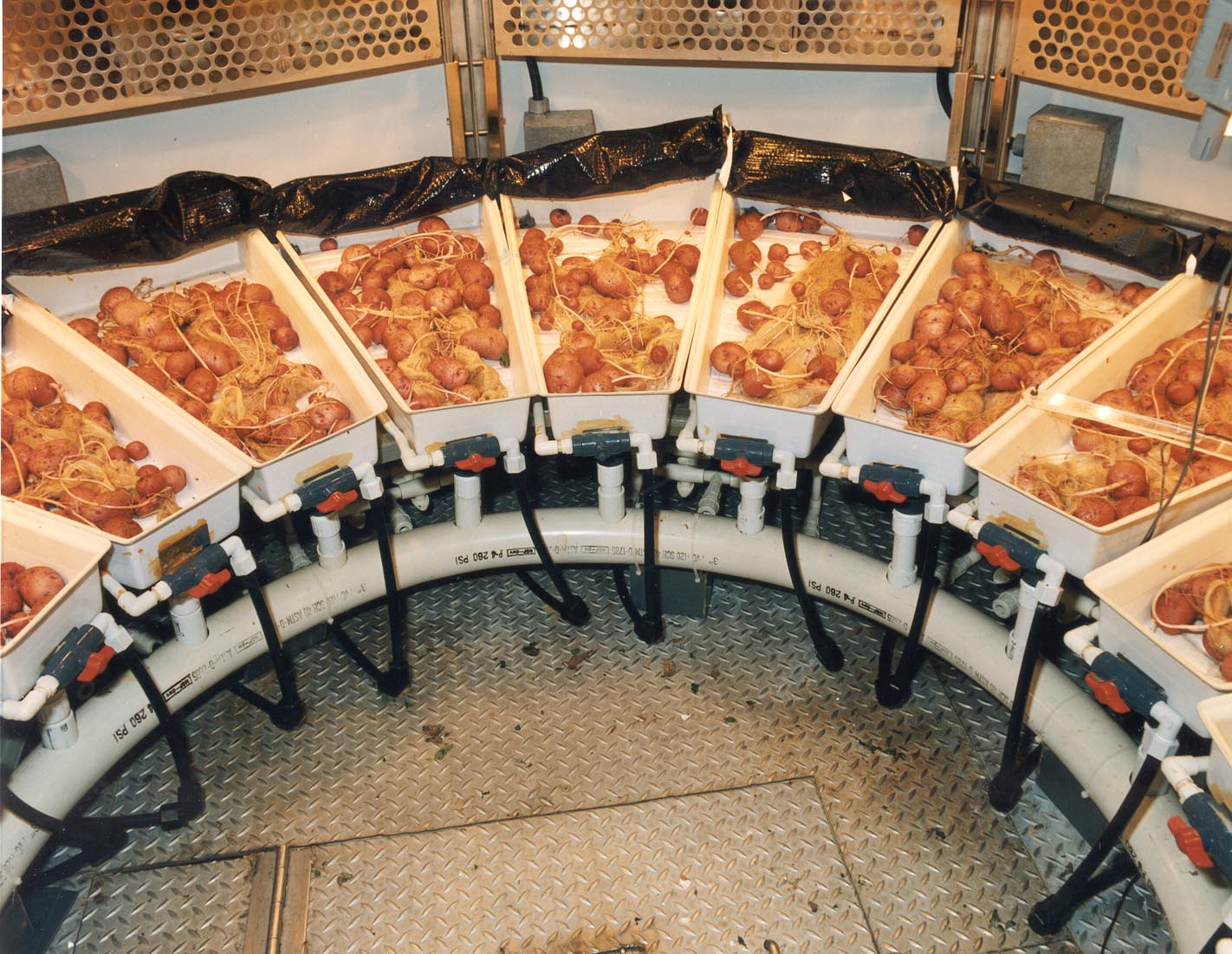 A variety of red potatoes called Norland were grown in the Biomass Production Chamber inside Hangar L at Cape Canaveral Air Forc