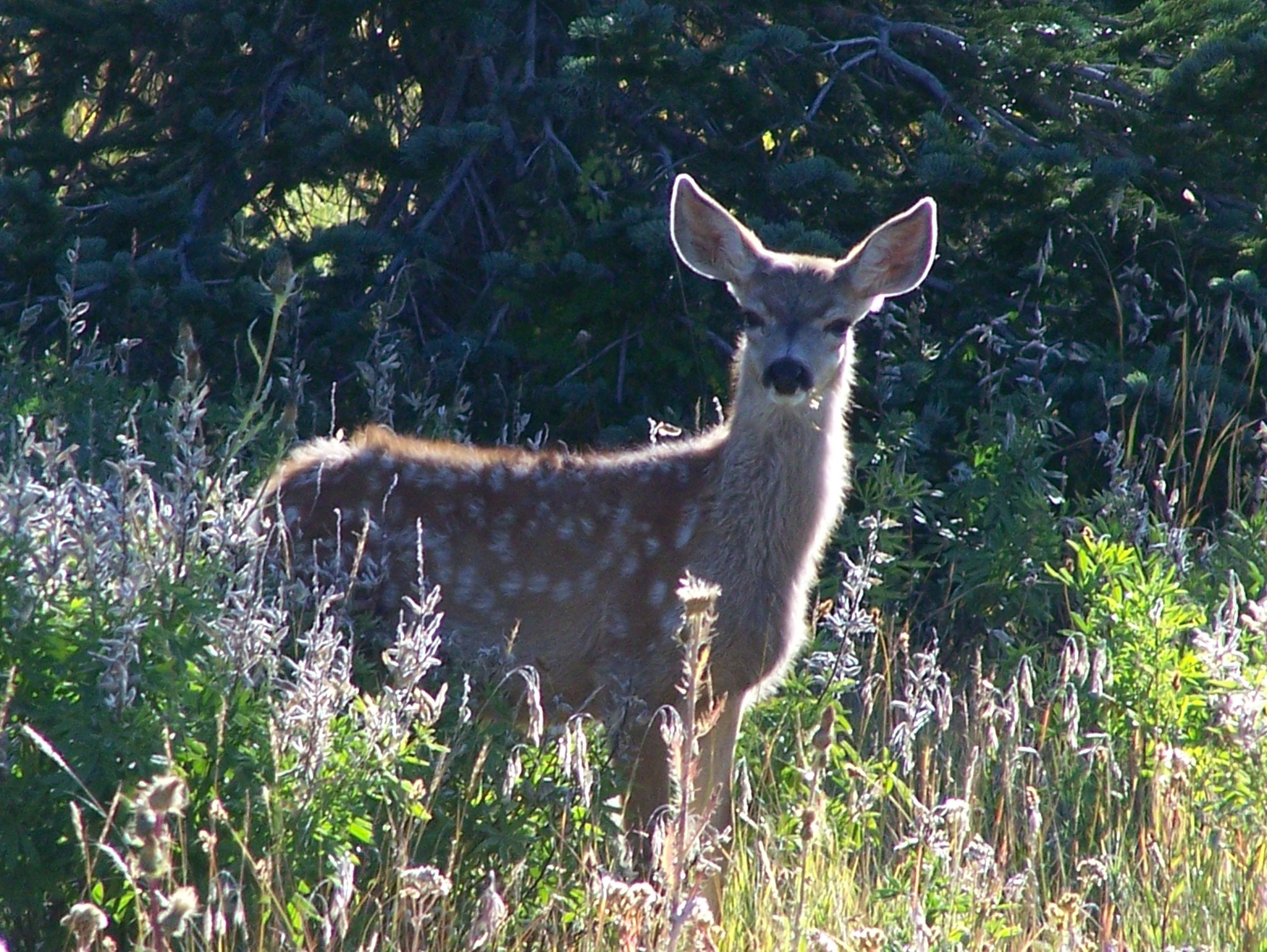 deer fawn emerges from foliage