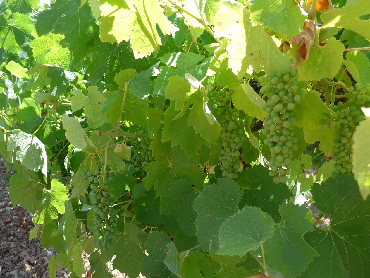 Close up photo of green grapes, leaves, vines
