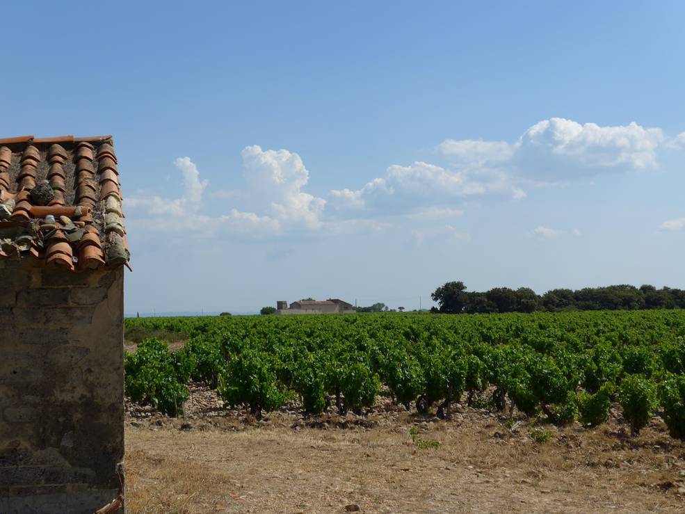 Photo of vineyards and a building with tile roof