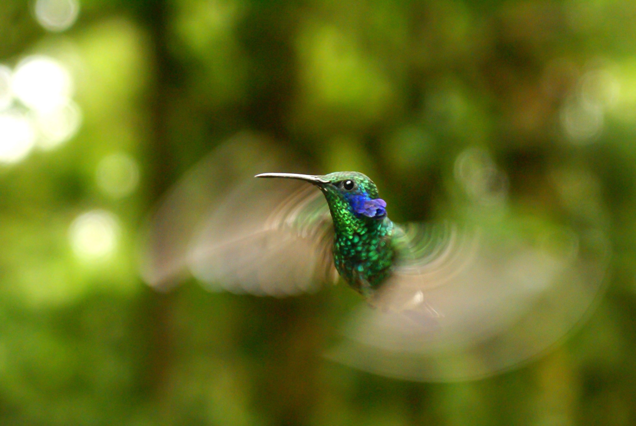 hummingbird with blurred forest background
