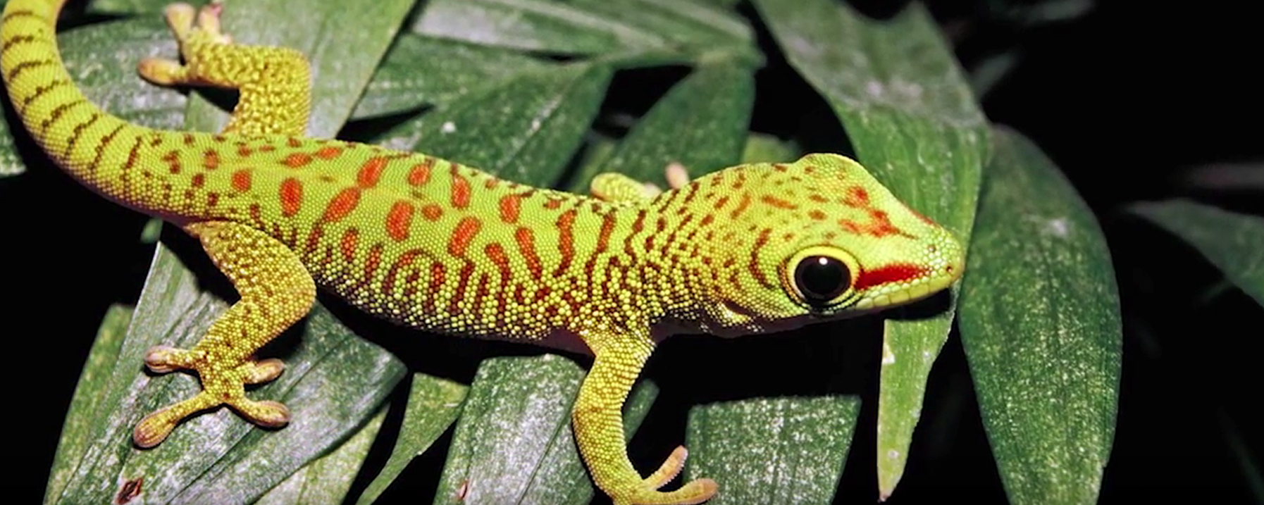 Gecko Gripper video