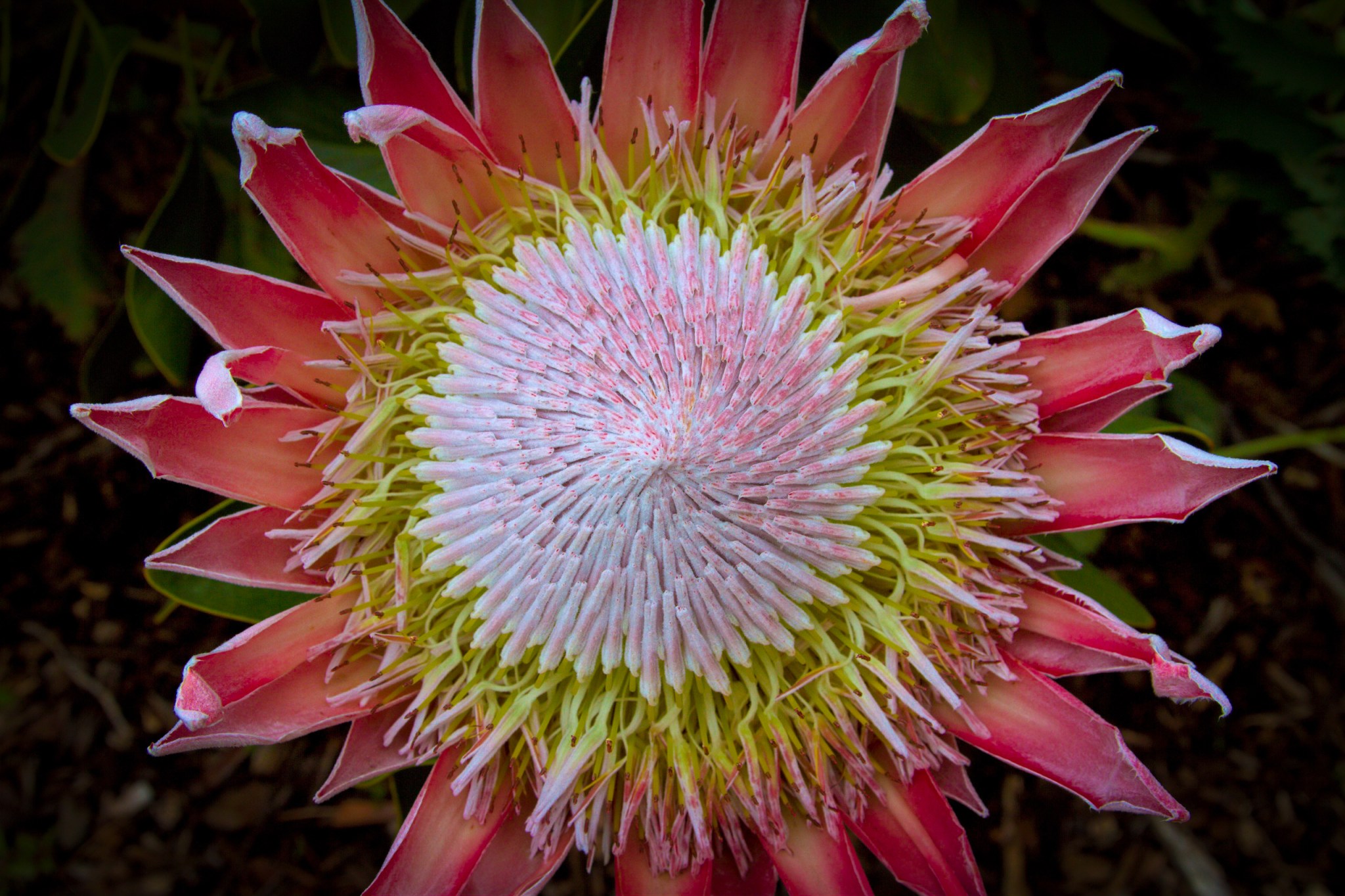 Bright magenta flower with pinkish center, dark background