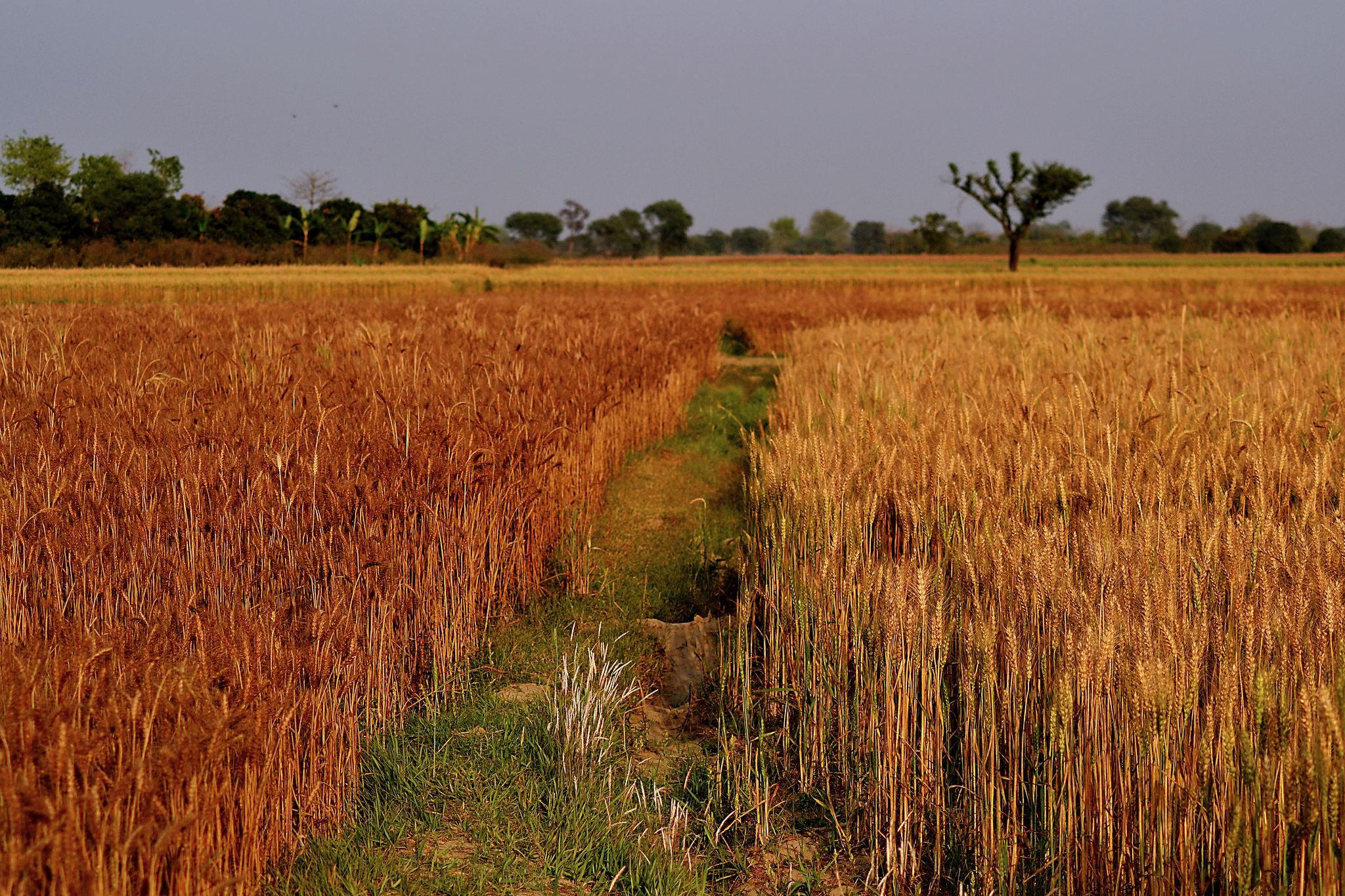 GRAIN How much of world's greenhouse gas emissions come from agriculture?
