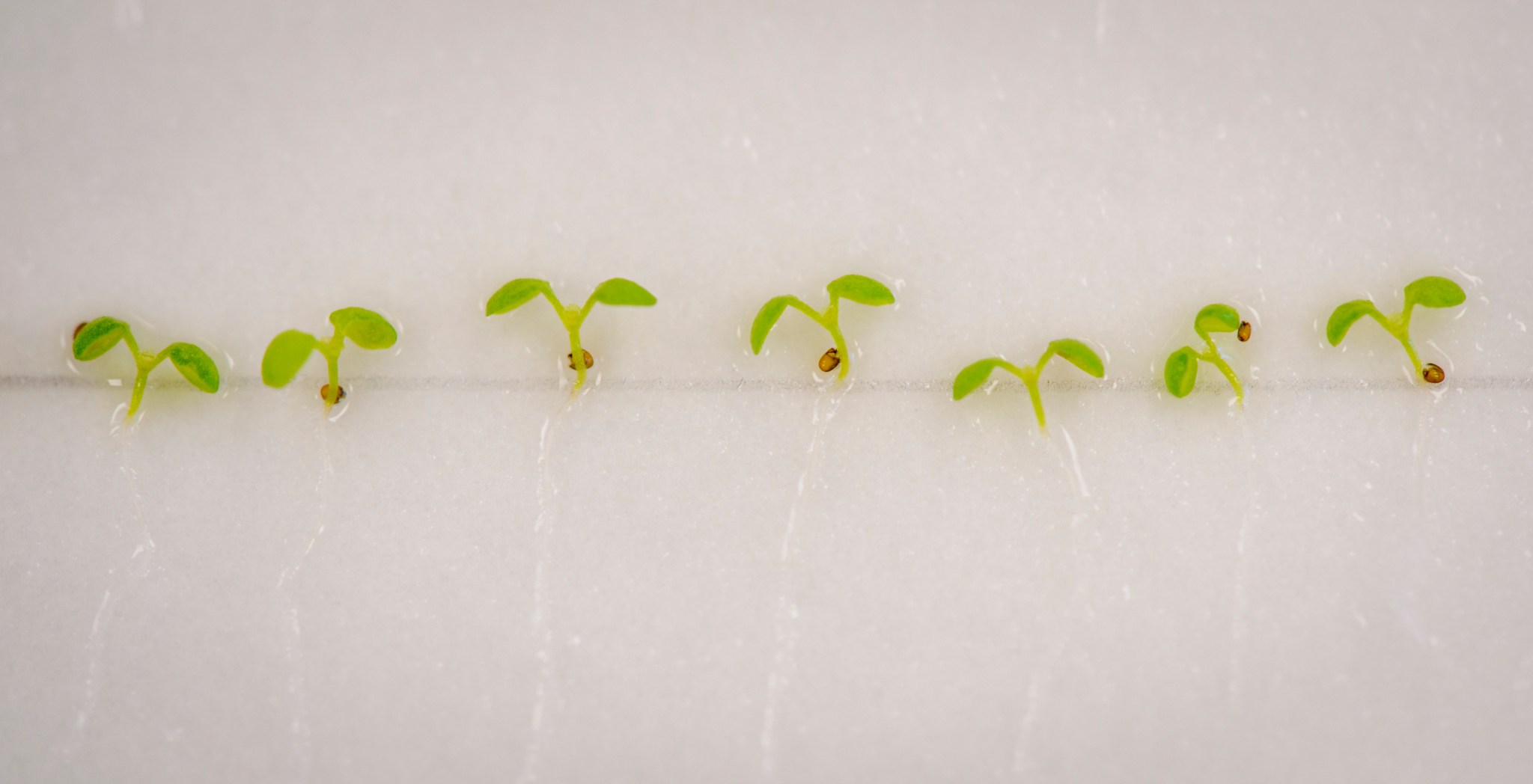 Arabidopsis thaliana seedlings grown on a culture plate