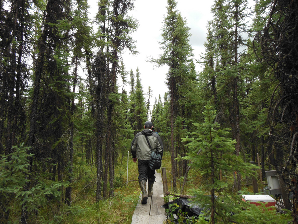 researcher walks on boards through forest