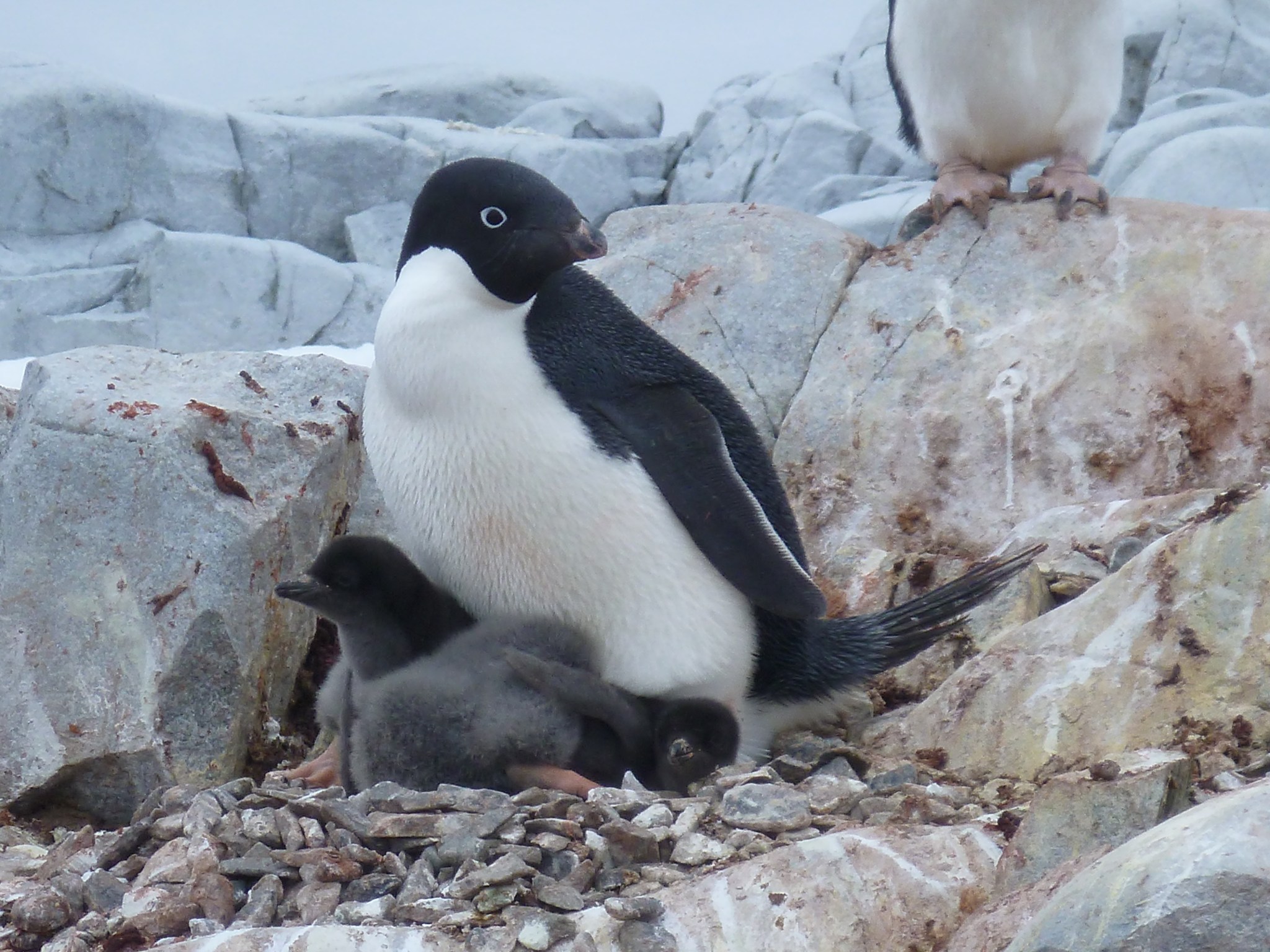 penguin and chicks on rocks