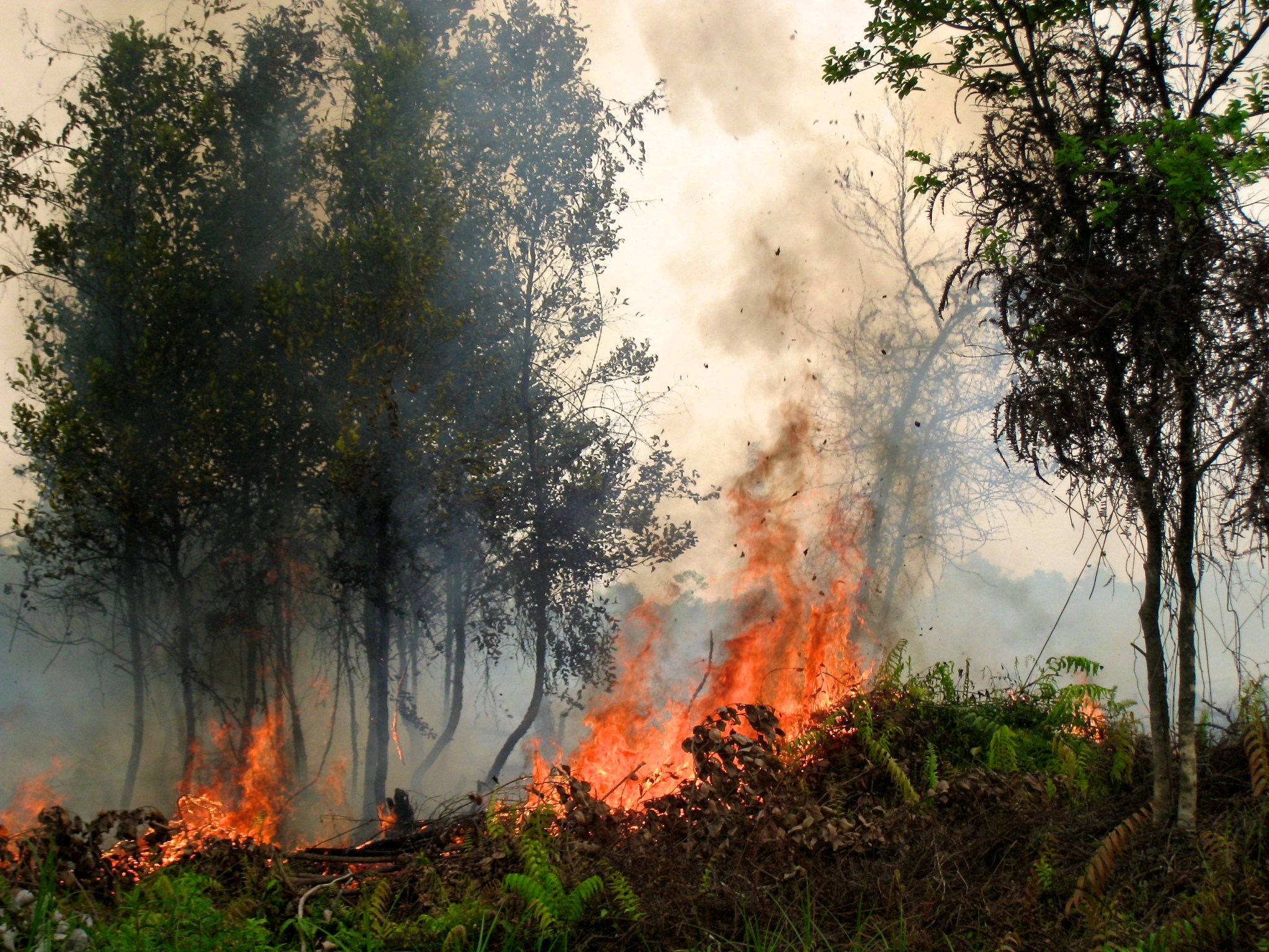 Fires burn in a tropical forest