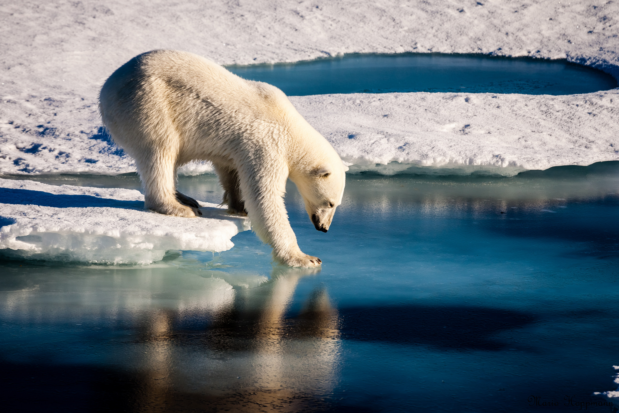 Polar bear tests thin ice