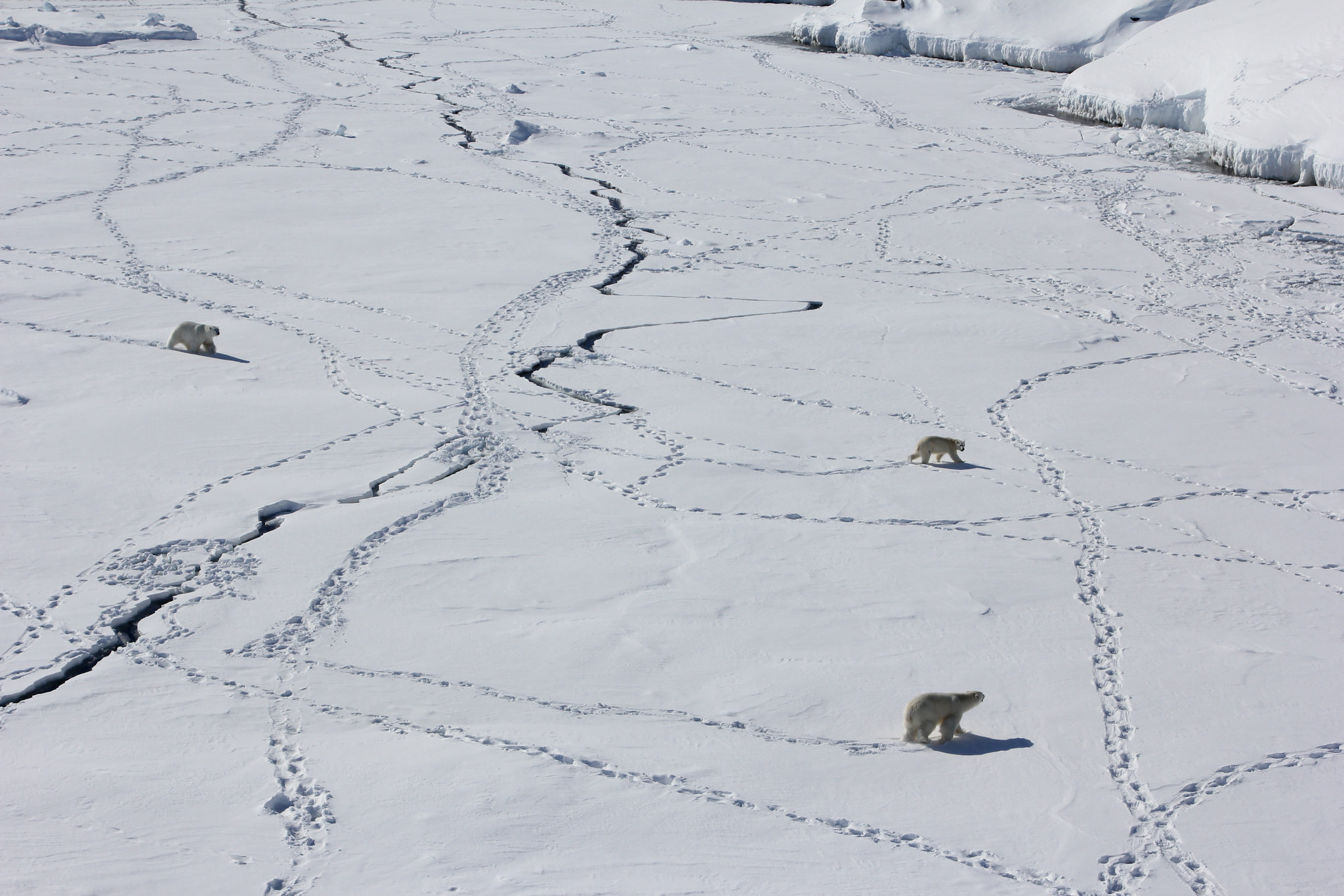 three polar bears cross tracked ice