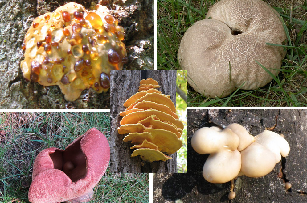 Fungi images taken by Garvin