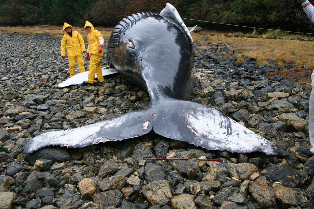 Humpback whale calf stranded in Alaska