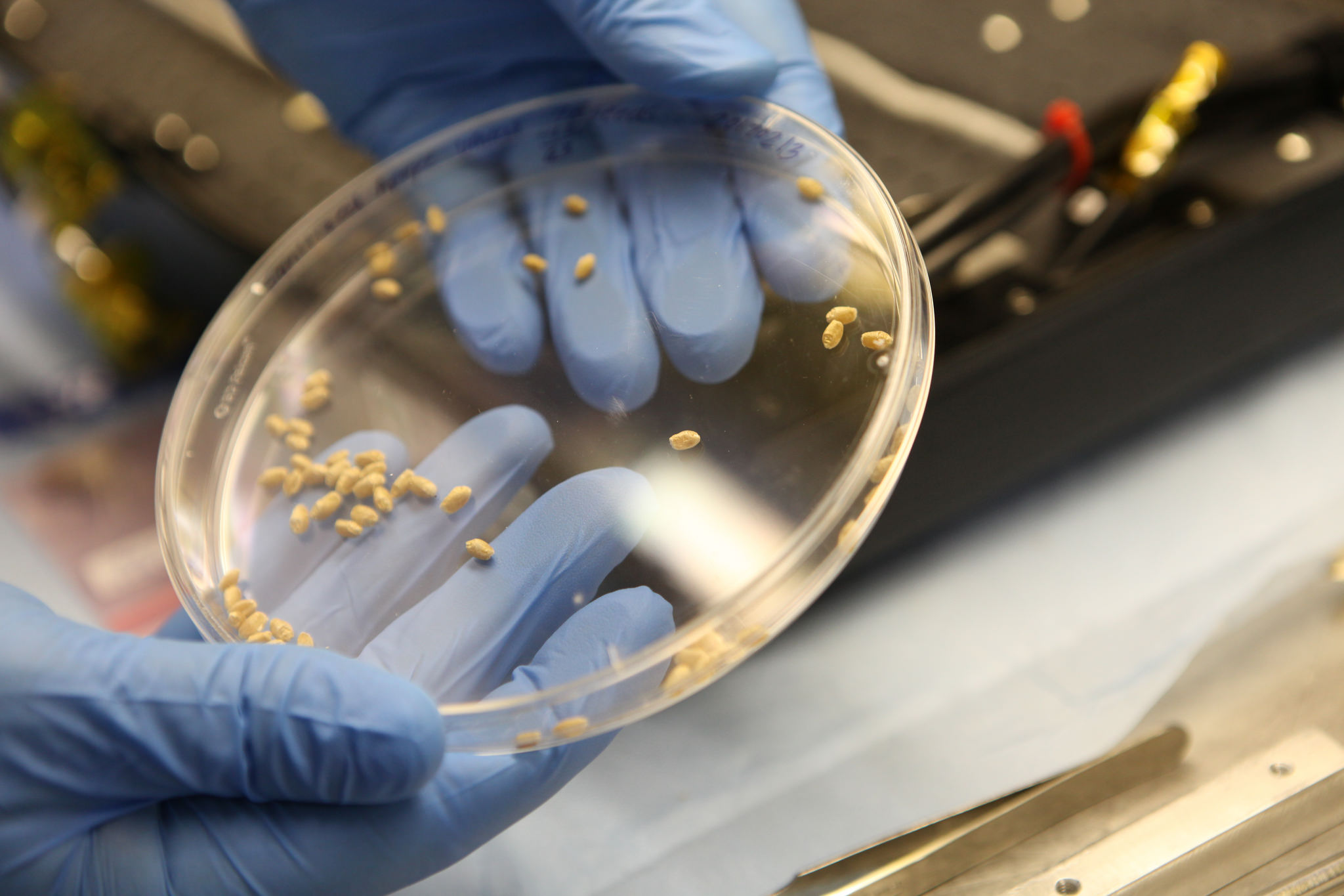 Scientists prepare Apogee wheat seeds for the science carrier, or base, of the Advanced Plant Habitat (APH).