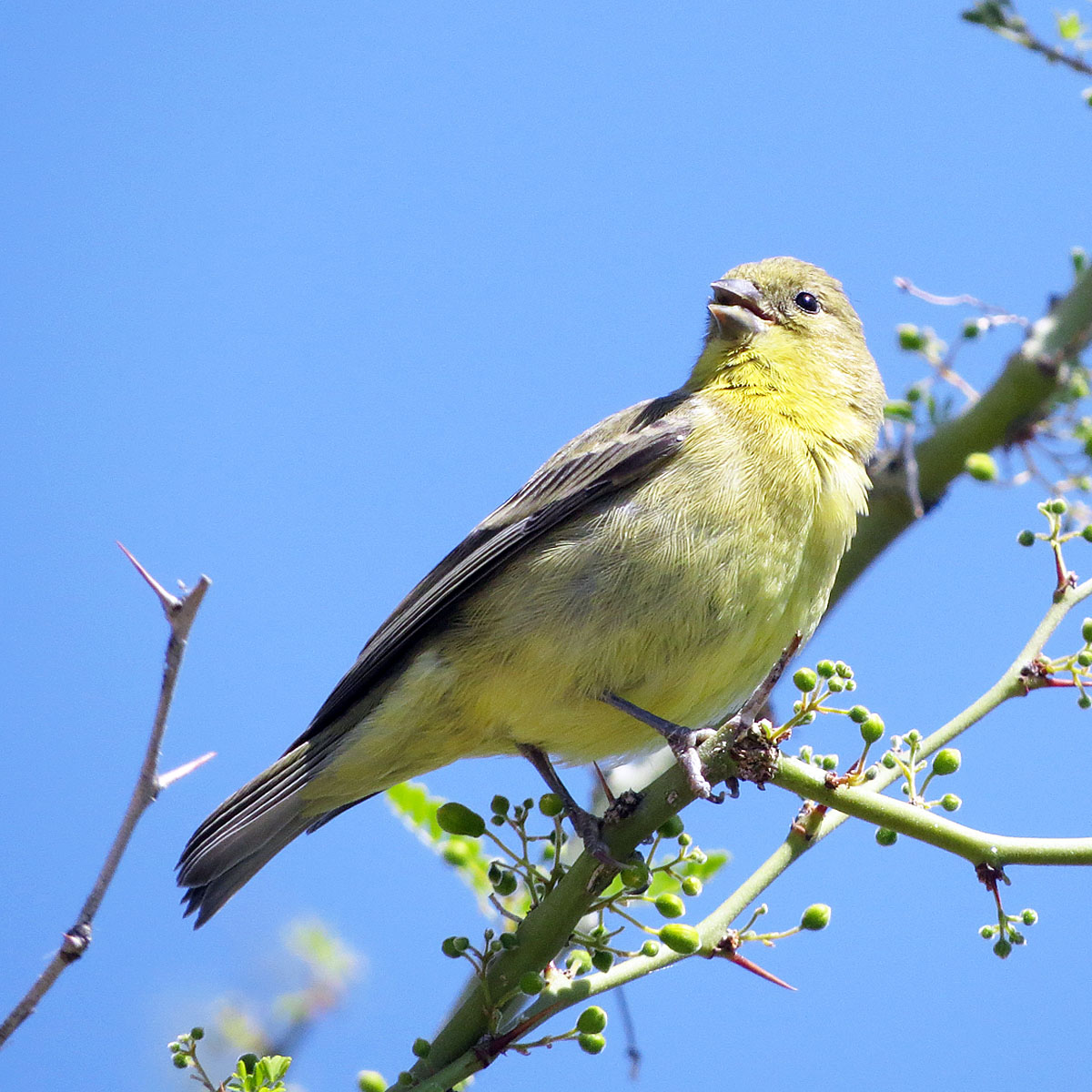 bird on a branch