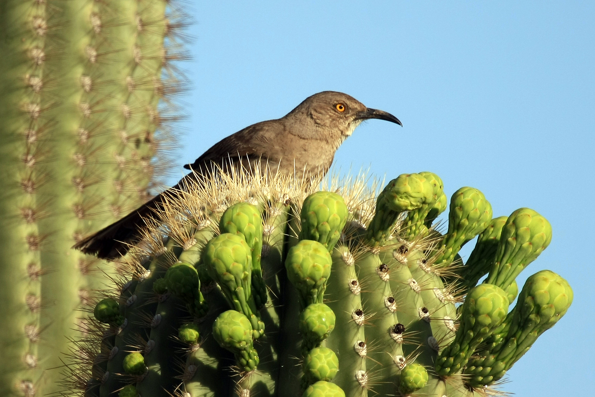 bird on a cactus