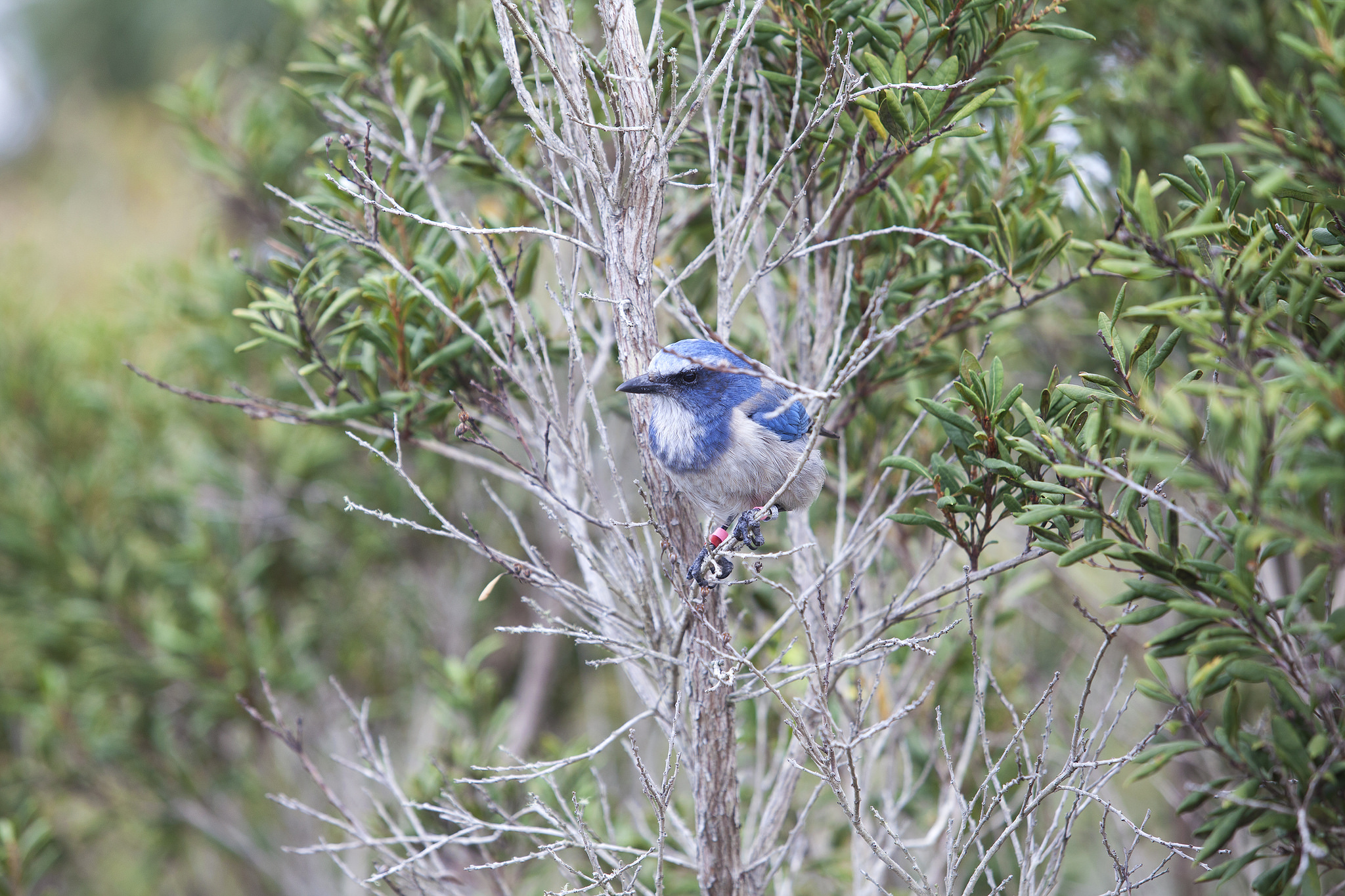 A Florida scrub-jay crouches on a branch amid the brush at the Merritt Island National Wildlife Refuge in Florida