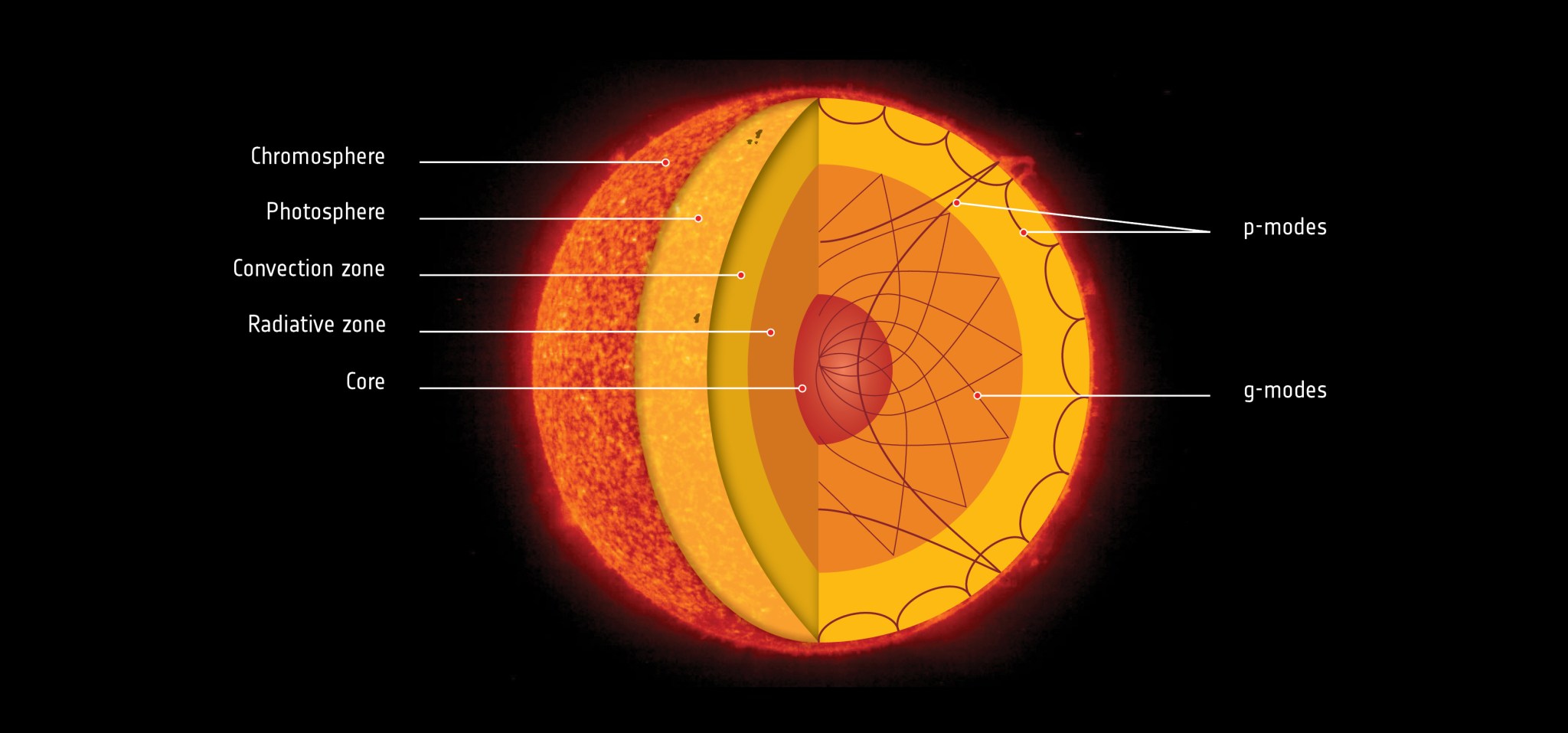 cross-section diagram of the Sun
