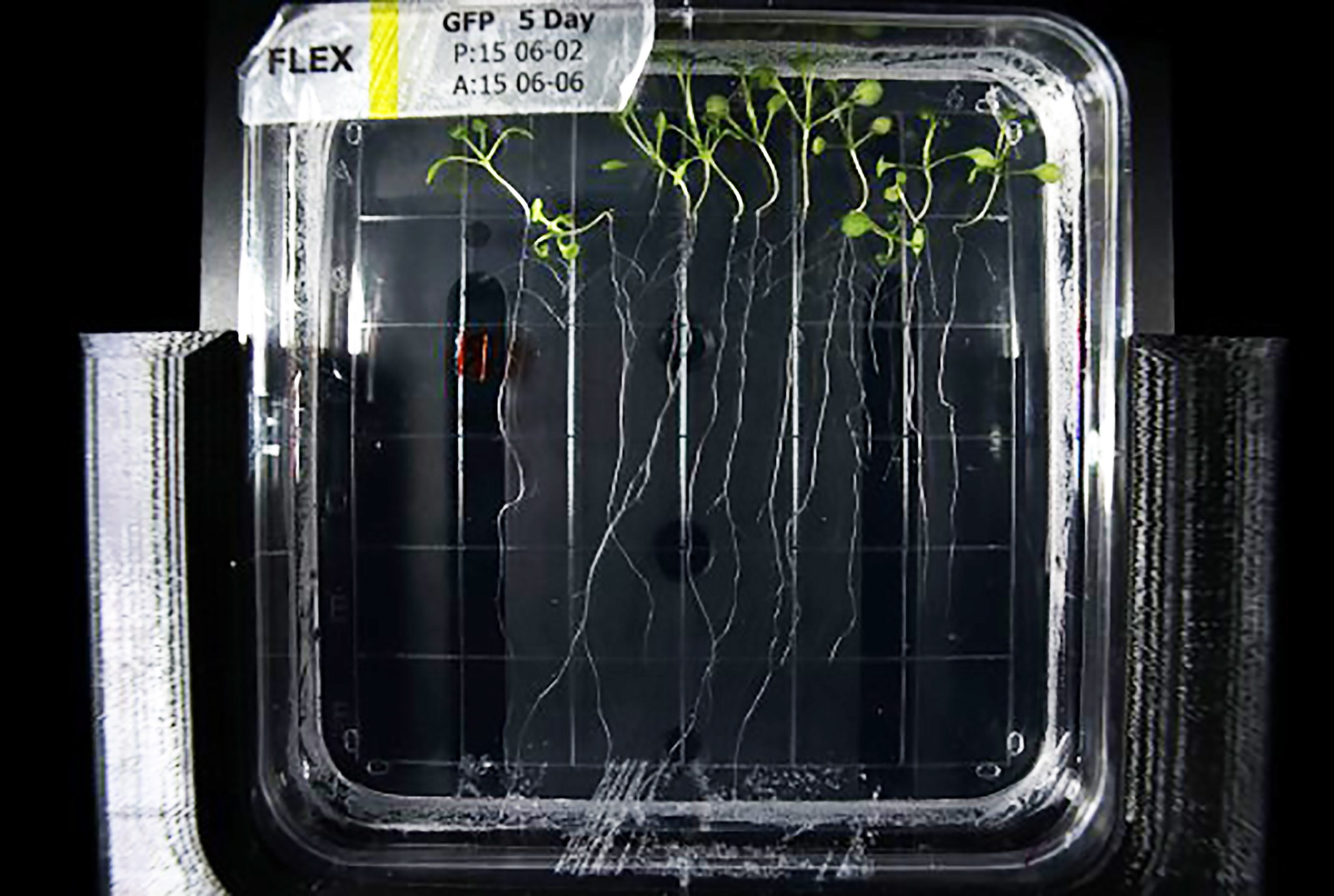 Arabidopsis thaliana seedlings