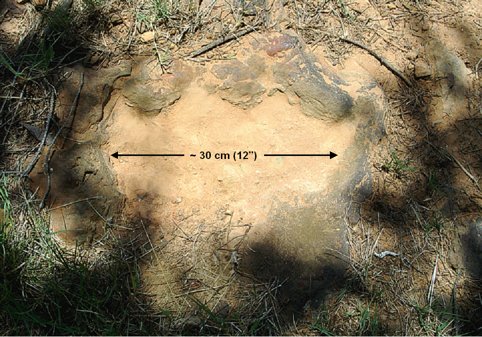 dinosaur footprint at Goddard