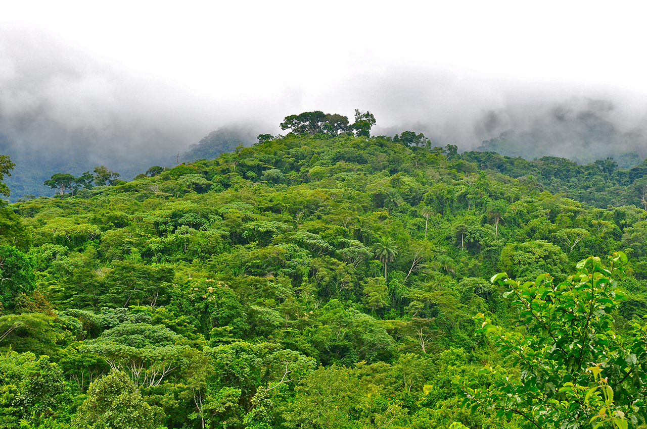 East Nimba Nature Reserve forest in Liberia