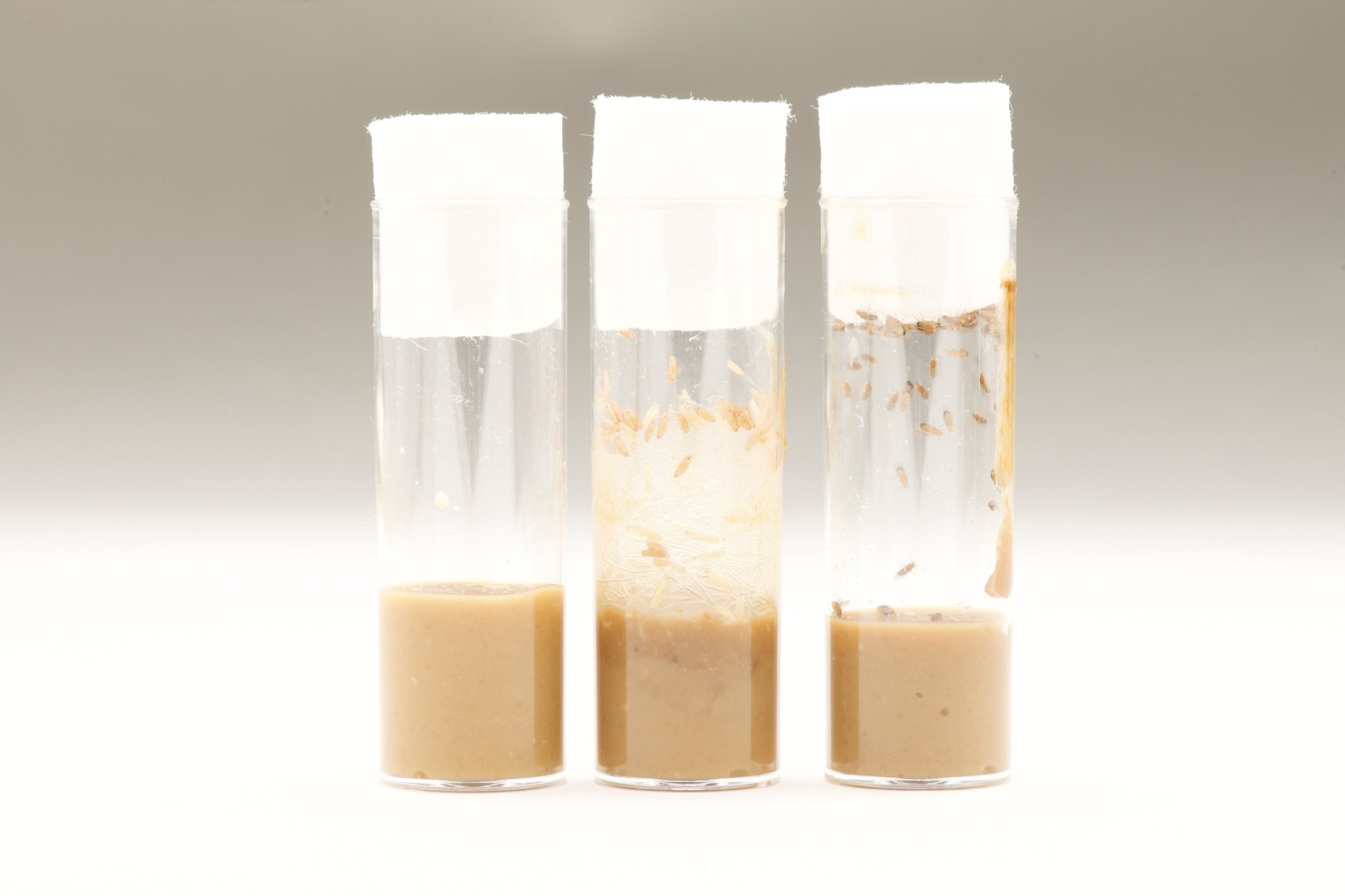 Fruit flies at three stages of development