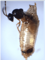 Leptolina wasp emerging from a pupal case