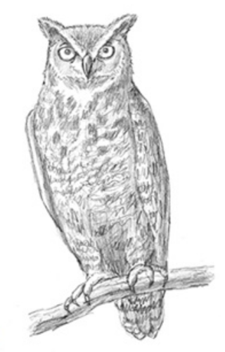 owl.jpeg
