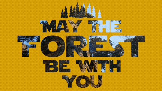 Graphic that says May the Forest Be with You, cut out from a yellow background. In the letters, a tree is visible. 