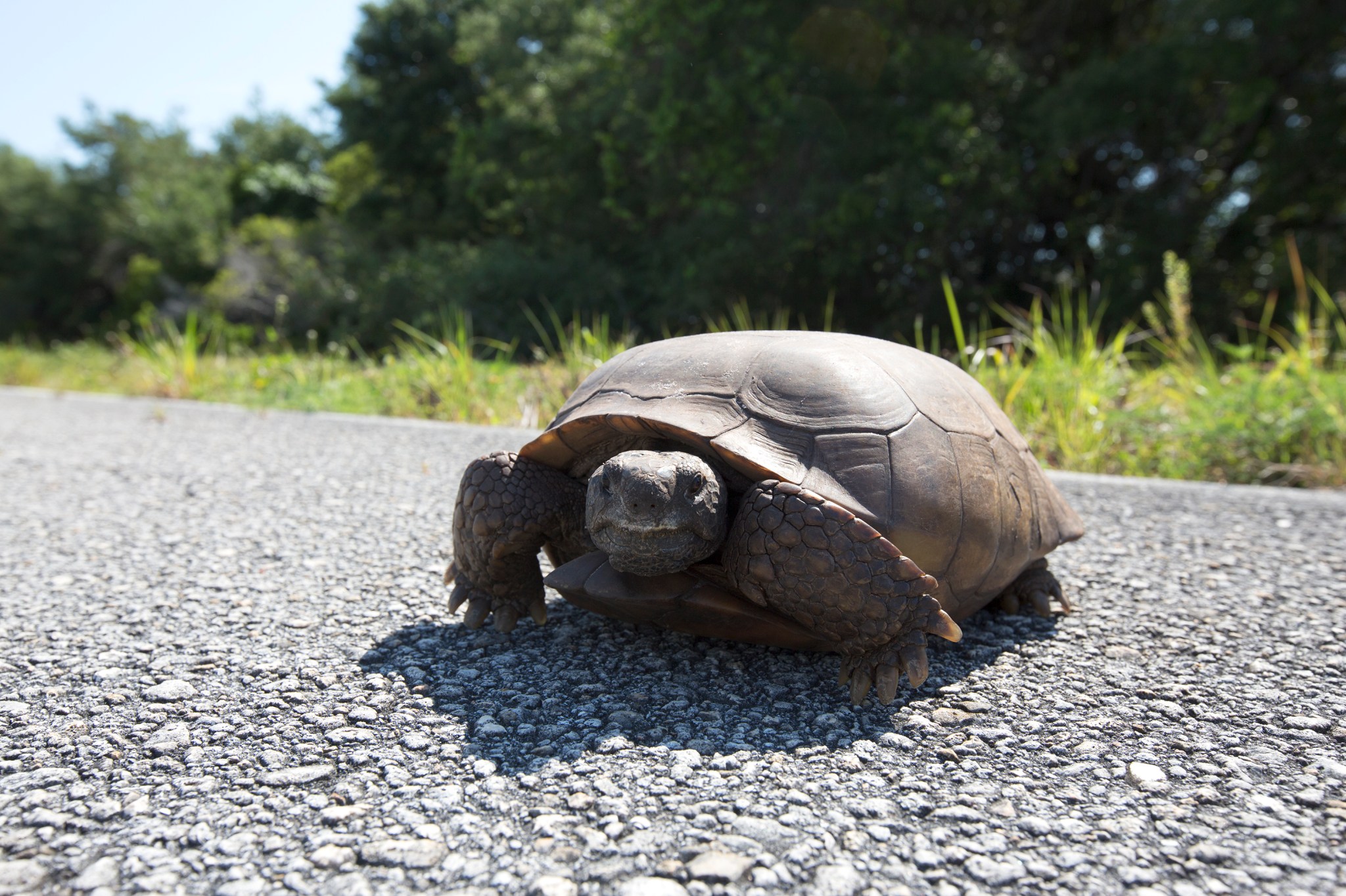 gopher tortoise crosses a road