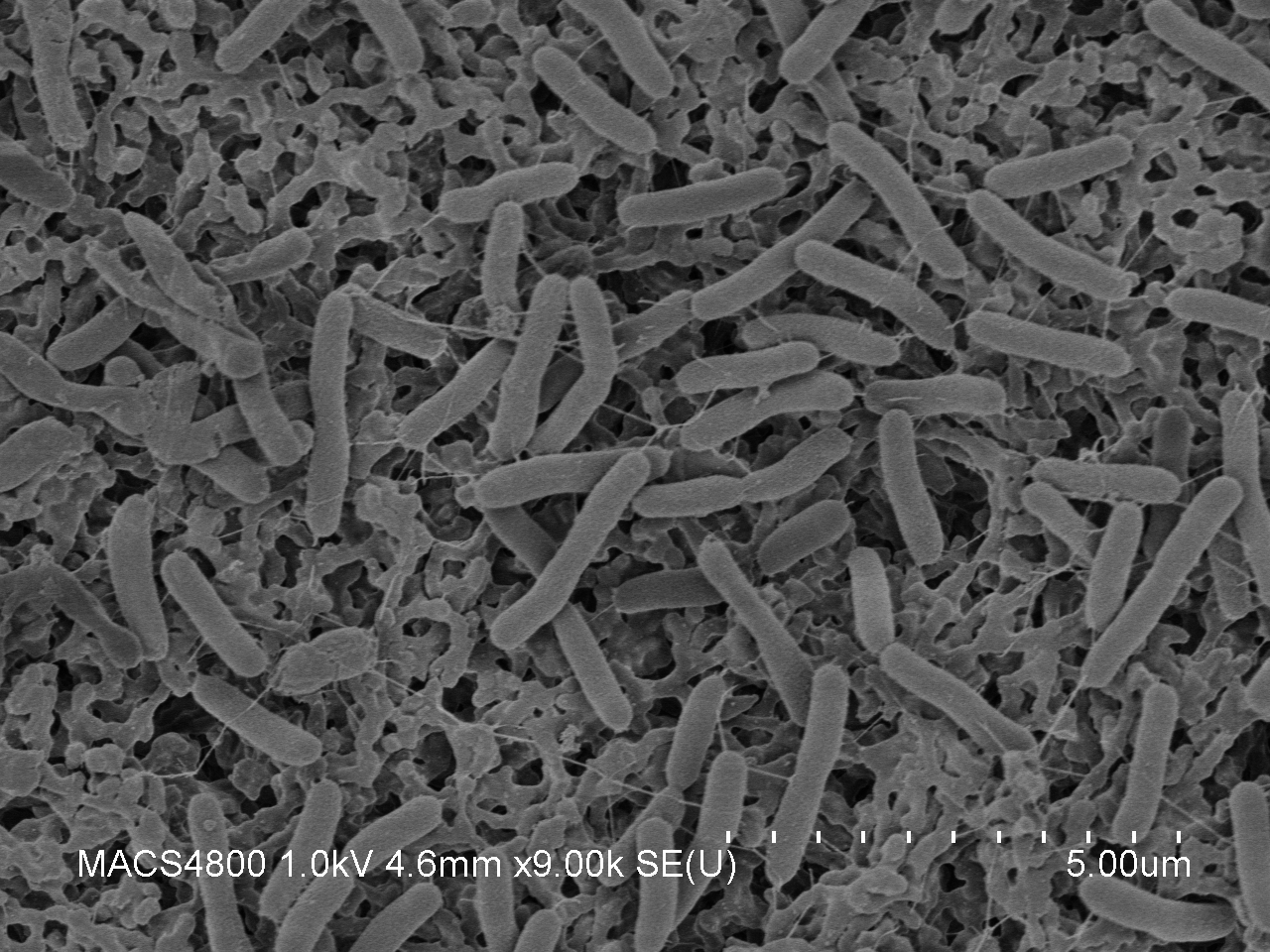 This Scanning Electron Microscope image shows Shewanella oneidensis MR-1 bacteria. These bacteria are able to generate electric 