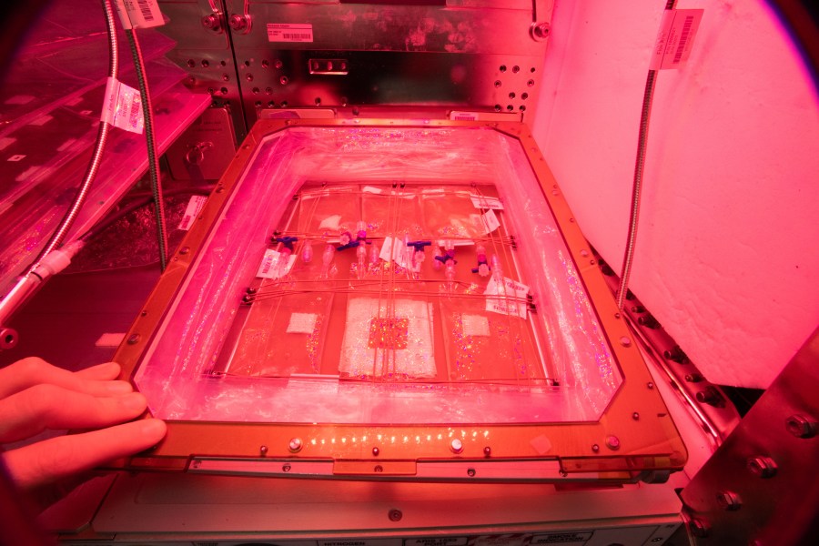 Image of algae culture bags inside Veggie facility hardware