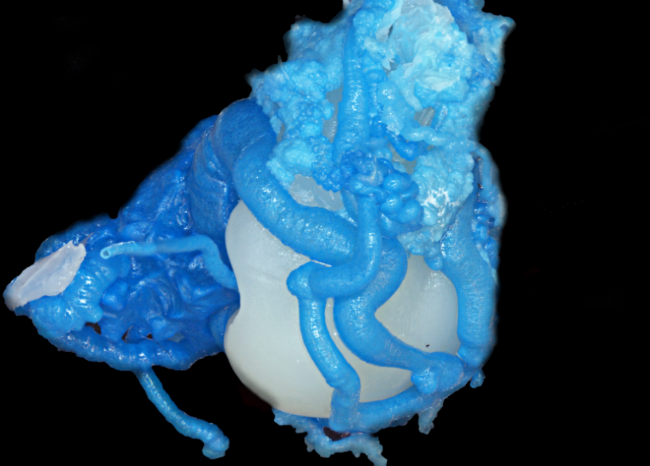 imagen del jardín químico de cristal azul cultivado en microgravedad, formado en formas impares y extrañas