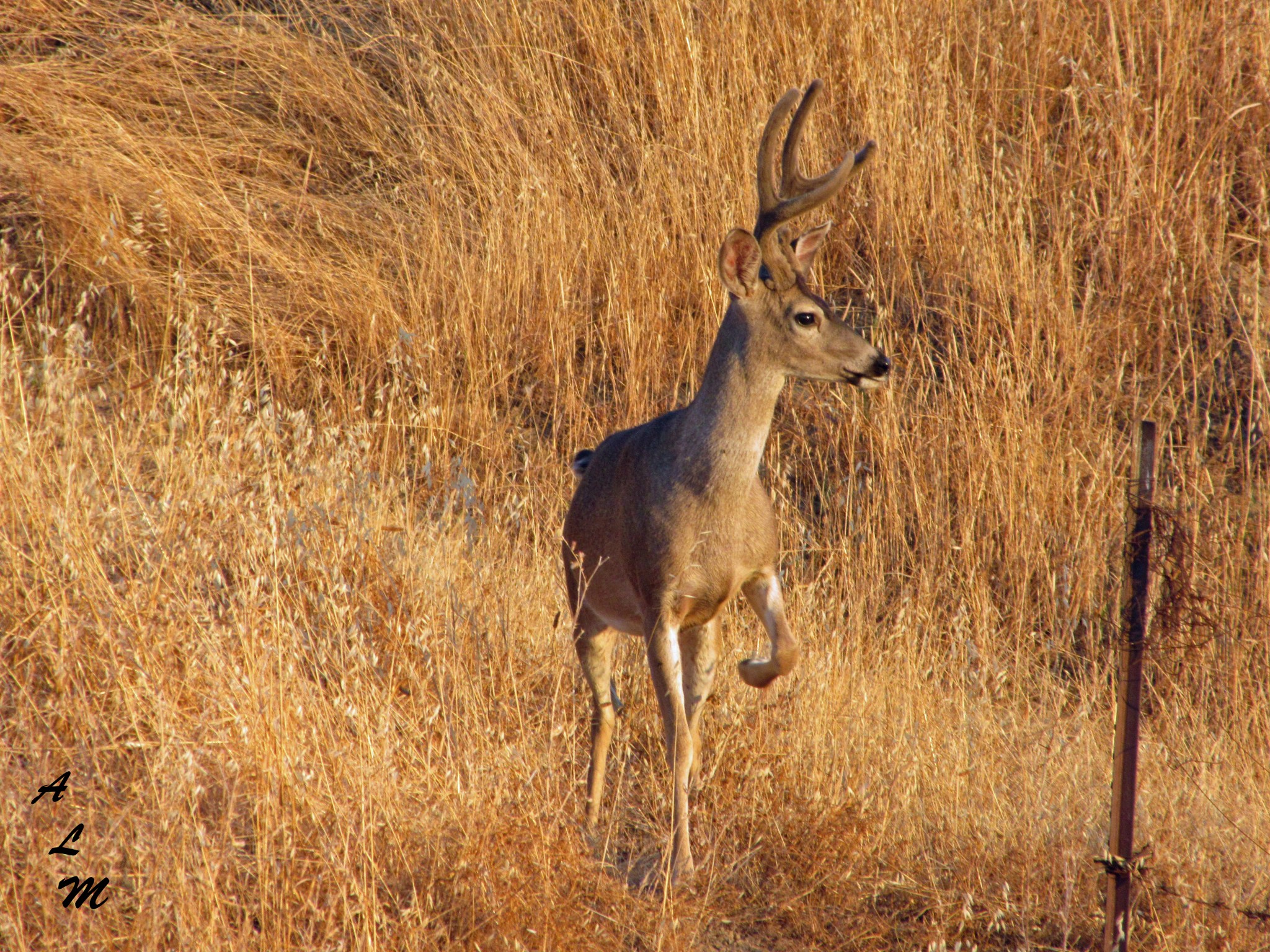 buck_on_hill_close_up_alm