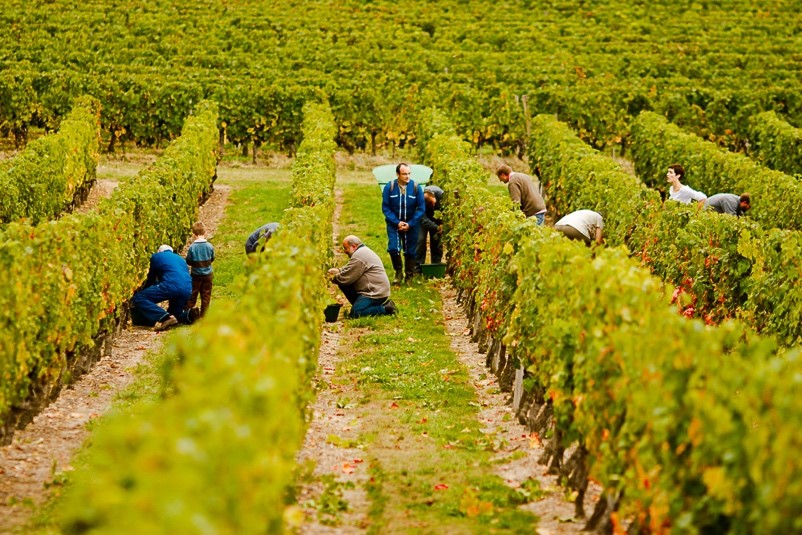 Several people of varying ages in a bright green vineyard. 