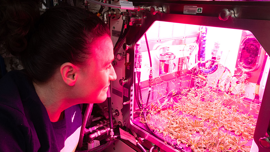 Flight Engineer Serena AuÃ±Ã³n-Chancellor checks on plants being grown for botany research aboard the International Space Station. NASA is exploring ways to keep astronauts self-sufficient as humans learn to live longer and farther out into space and beyond low-Earth orbit.