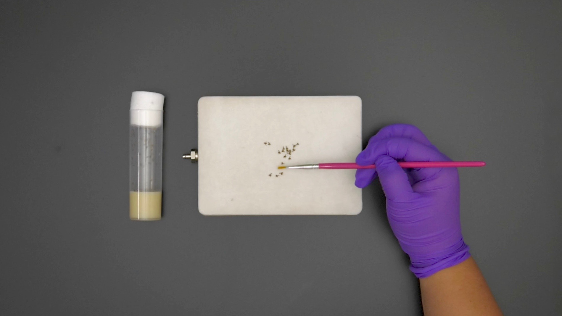 A vial of fruit flies lies next to a white pad with flies and hand wearing a purple glove uses a paintbrush to gently move them.