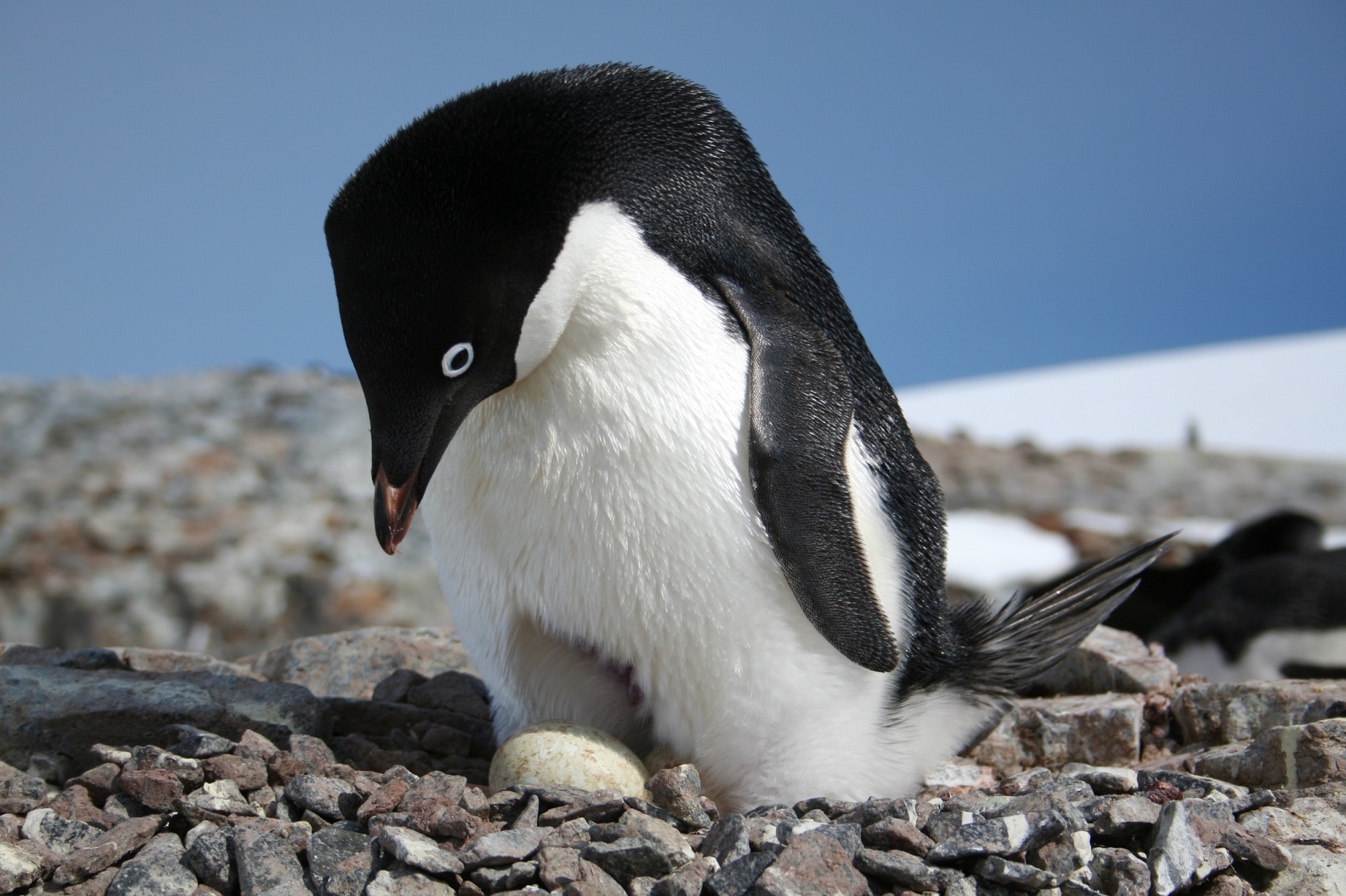 Adélie penguin nesting on the Antarctic Peninsula.