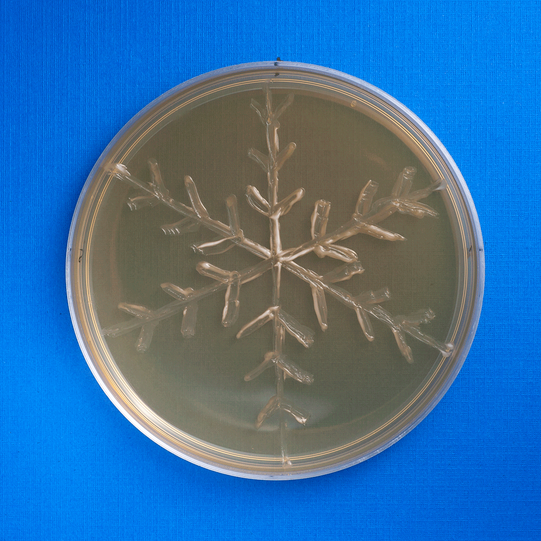 Drawing of a white snowflake appears over time in a petri dish on blue background.