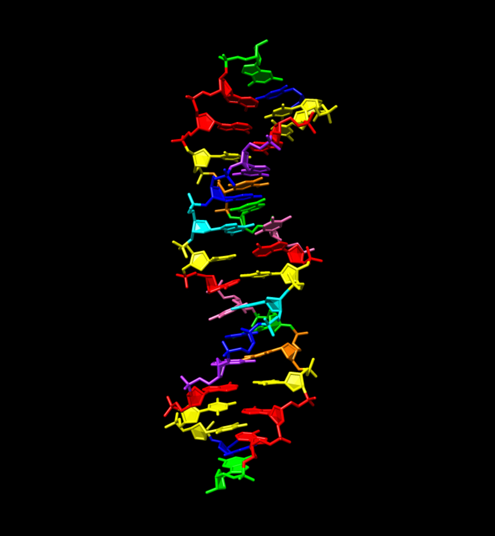 Hachimoji DNA