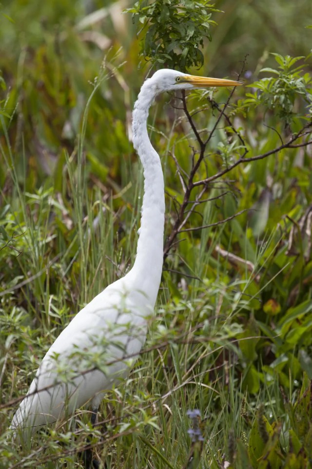 CAPE CANAVERAL, Fla. — This molting great egret is in its natural habitat in the tall grass on NASA’s Kennedy Space Center in Florida. The undeveloped property on Kennedy Space Center is managed by the U.S. Fish and Wildlife Service through the Merritt Island National Wildlife Refuge. The refuge provides a habitat for a plethora of wildlife, including 330 species of birds. For information on the refuge, visit http://www.fws.gov/merrittisland/Index.html.