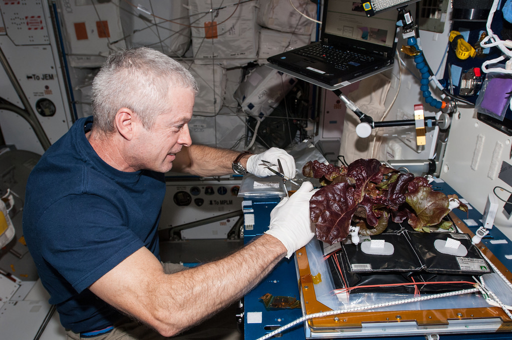 Steve Swanson harvesting lettuce in space.