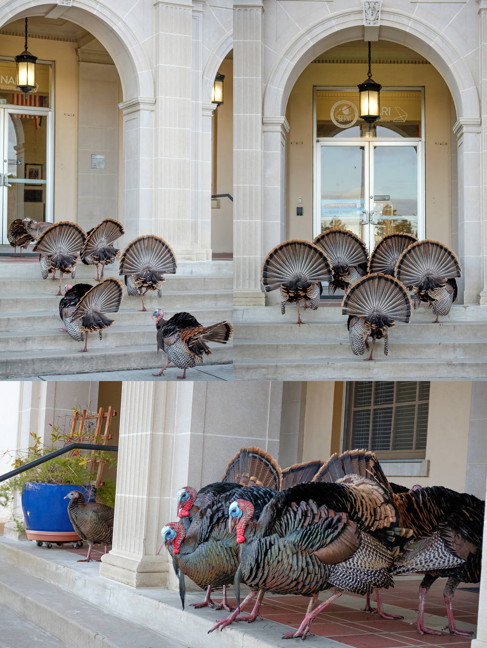 turkeys.jpg