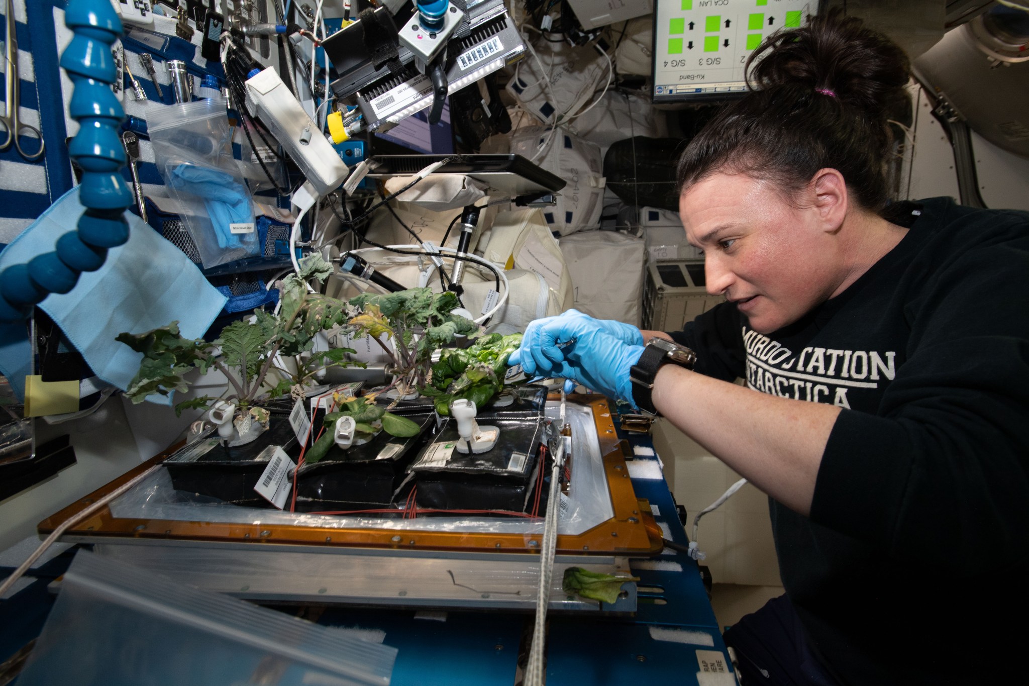Astronaut Serena Auñón-Chancellor harvests red Russian kale and dragoon lettuce on the International Space Station.
