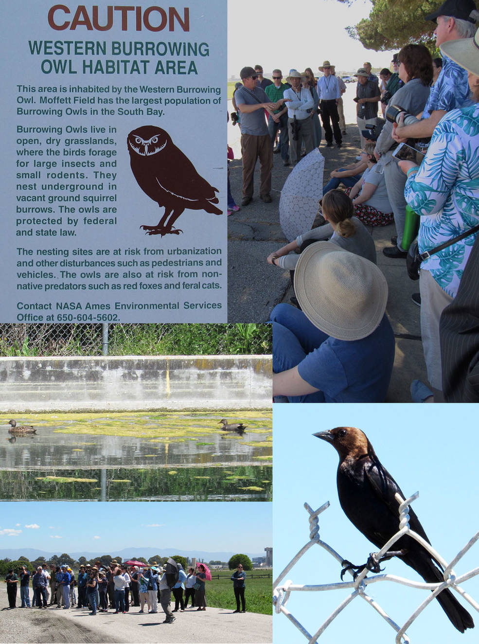 birdwalk.jpg