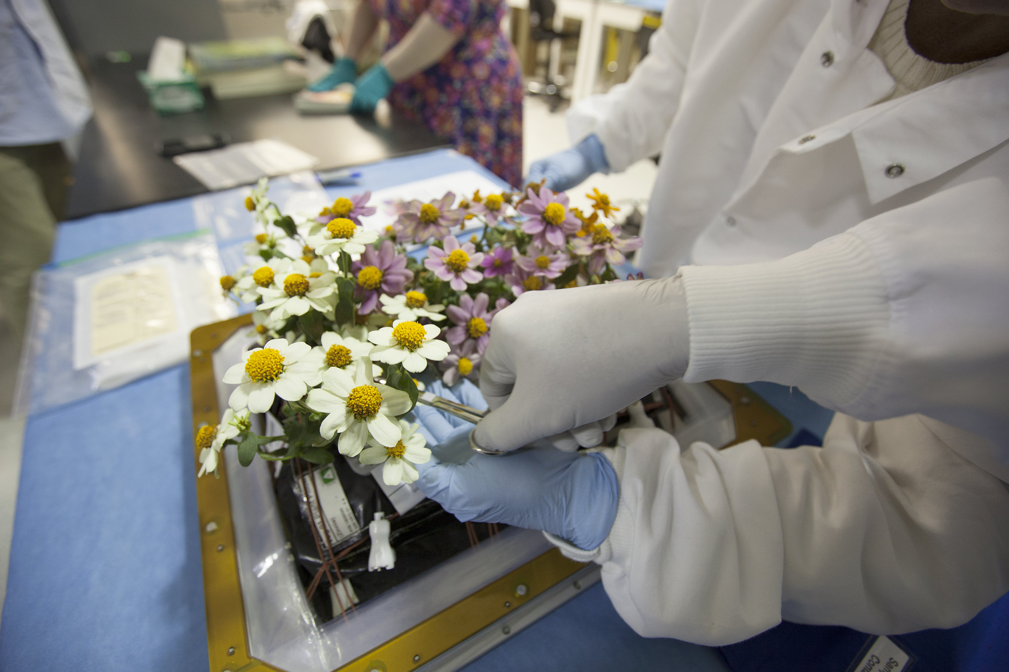 A photo of Zinnia plants from the Veggie ground control system at NASA's Kennedy Space Center in Florida.