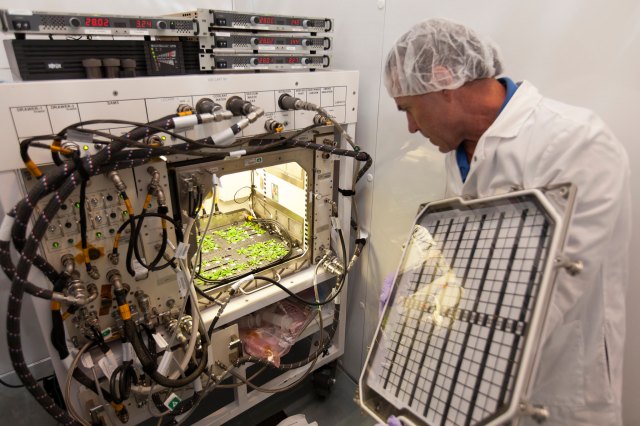 image of a researcher doing a quality check of a plant experiment inside a plant habitat