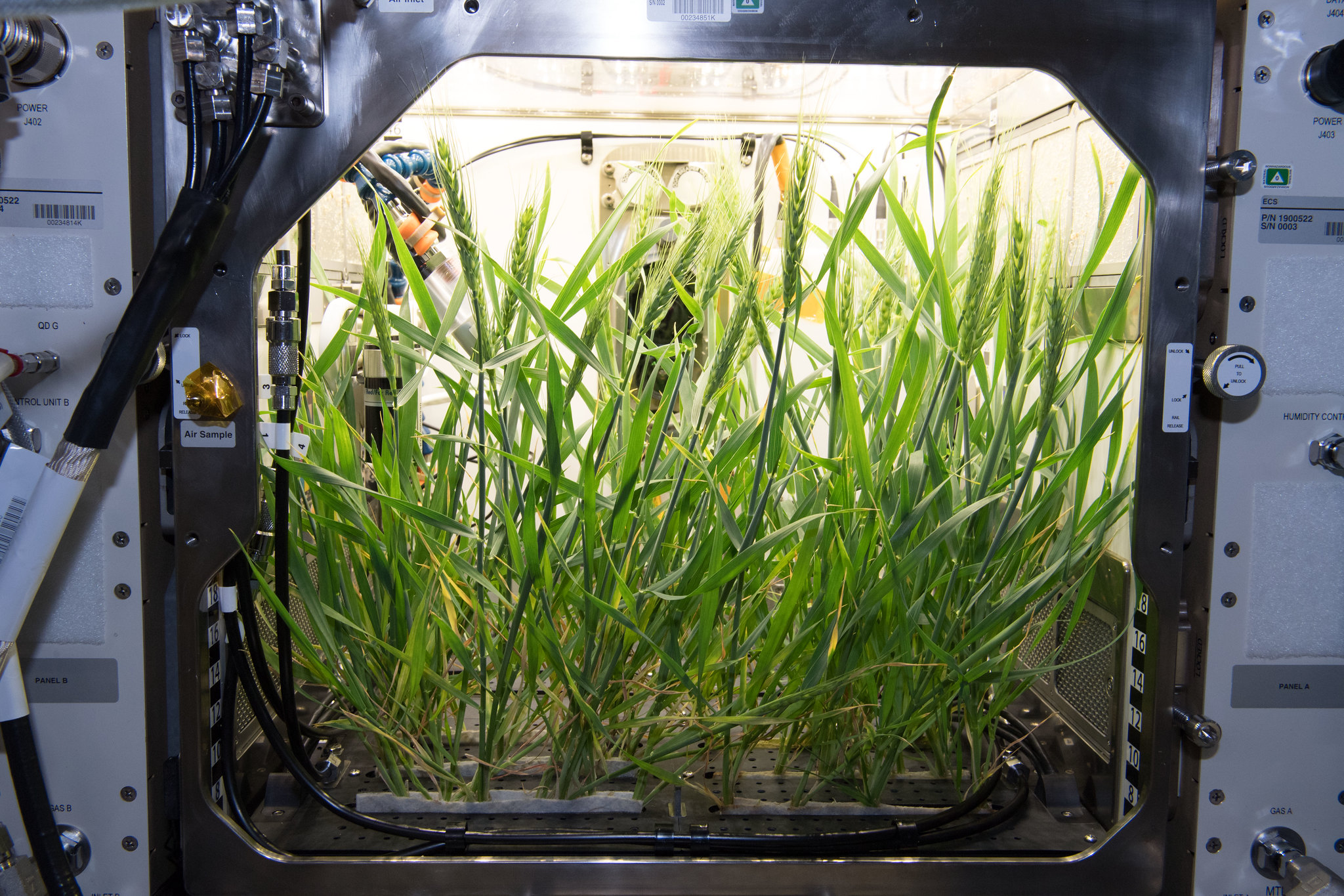 A photo of Arabidopsis seeds - small flowering plants related to cabbage and mustard - grown in the Advanced Plant Habitat aboard the International Space Station.