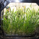 The first growth test of crops in the Advanced Plant Habitat aboard the International Space Station.