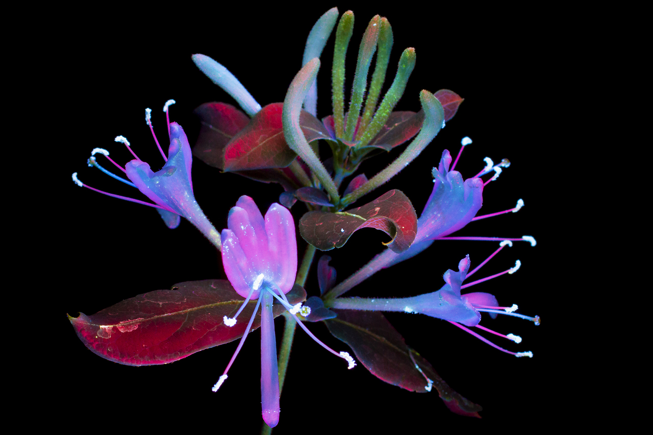 Honeysuckle is glowing in response to a high-energy ultraviolet light