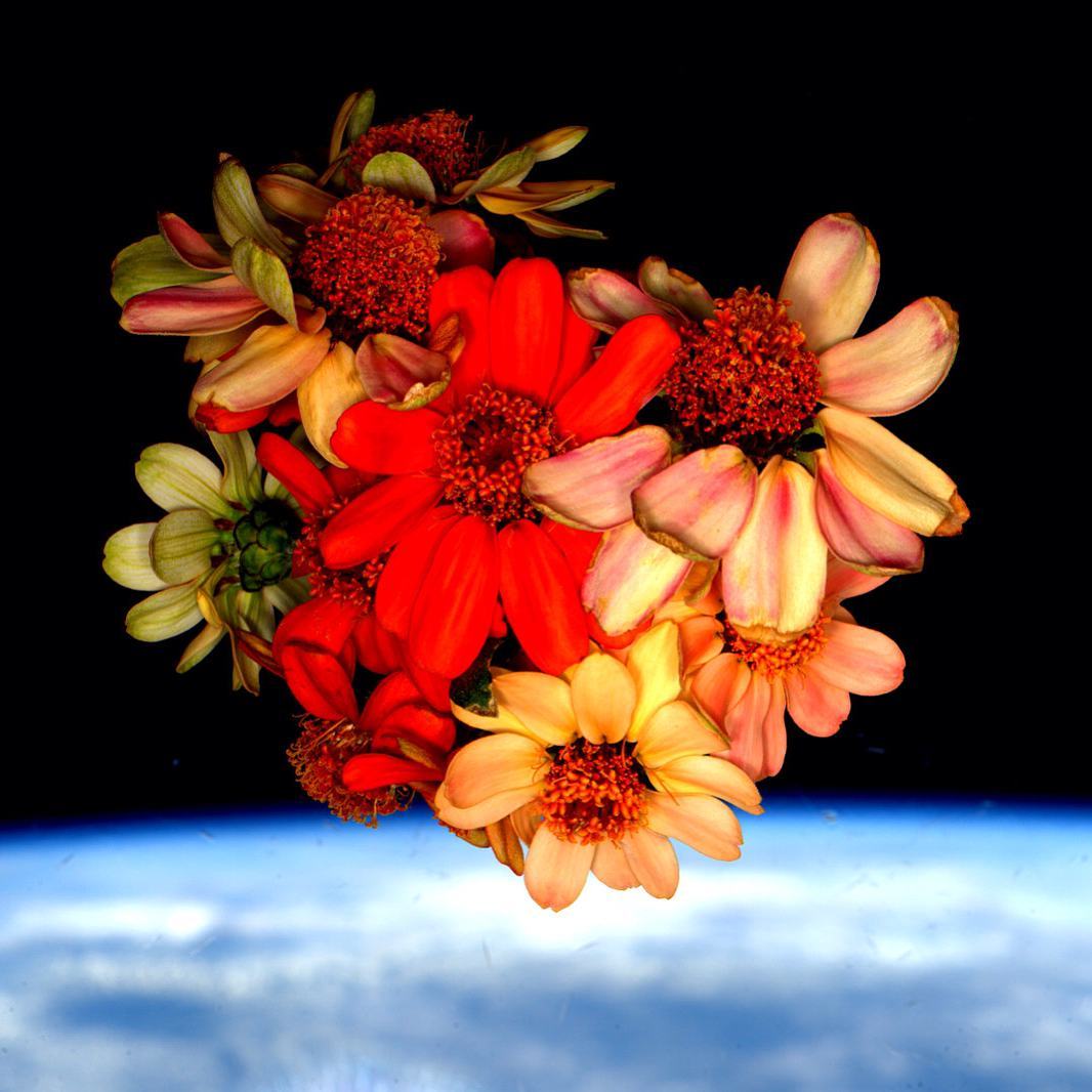 A bouquet of flowers is photographed inside the International Space Station against the backdrop of Earth.